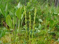 Hammarbya paludosa 58, Veenmosorchis, Saxifraga-Hans Grotenhuis
