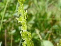 Hammarbya paludosa 59, Veenmosorchis, Saxifraga-Hans Grotenhuis