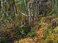 Hammarbya paludosa 6, Veenmosorchis, Saxifraga-Hans Dekker