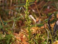 Hammarbya paludosa 7, Veenmosorchis, Saxifraga-Hans Dekker