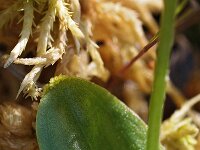 Hammarbya paludosa 8, Veenmosorchis, Saxifraga-Hans Dekker