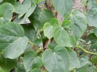 Hedera canariensis 2, Saxifraga-Rutger Barendse