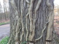 Hedera helix 15, Klimop, Saxifraga-Mark Zekhuis