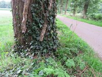 Hedera helix 17, Klimop, Saxifraga-Mark Zekhuis