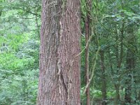 Hedera helix 18, Klimop, Saxifraga-Mark Zekhuis