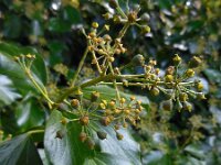 Hedera helix 20, Klimop, Saxifraga-Ed Stikvoort