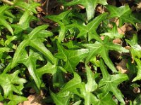 Hedera helix 22, Klimop, Saxifraga-Rutger Barendse