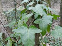 Hedera helix 23, Klimop, Saxifraga-Rutger Barendse