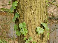 Hedera helix 27, Klimop, Saxifraga-Rutger Barendse