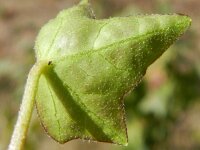 Hedera helix 29, Klimop, Saxifraga-Rutger Barendse