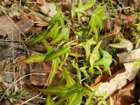 Hedera helix 38, Klimop, Saxifraga-Rutger Barendse