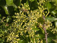 Hedera helix 40, Klimop, Saxifraga-Jan van der Straaten