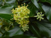 Hedera helix 41, Klimop, Saxifraga-Ed Stikvoort