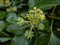 Hedera helix 43, Klimop, Saxifraga-Ed Stikvoort