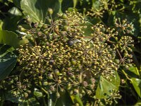 Hedera helix 48, Klimop, Saxifraga-Jan van der Straaten