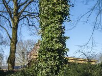 Hedera helix 51, Klimop, Saxifraga-Jan van der Straaten