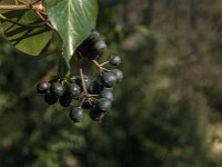 Hedera helix 58, Klimop, Saxifraga-Jan van der Straaten