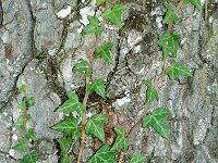 Hedera helix 6, Klimop, Saxifraga-Jan van der Straaten