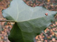 Hedera helix ssp helix 32, Klimop, Saxifraga-Rutger Barendse