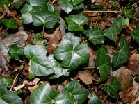 Hedera helix ssp hibernica 33, Saxifraga-Rutger Barendse