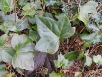 Hedera helix ssp hibernica 34, Saxifraga-Rutger Barendse