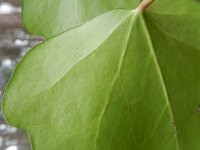 Hedera helix ssp hibernica 35, Saxifraga-Rutger Barendse