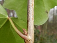 Hedera helix ssp hibernica 36, Saxifraga-Rutger Barendse