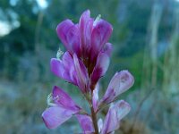 Hedysarum boveanum ssp europaeum 2, Saxifraga-Ed Stikvoort : bij Polop