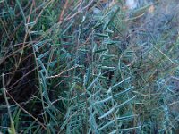 Hedysarum boveanum ssp europaeum 3, Saxifraga-Ed Stikvoort : bij Polop