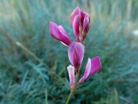 Hedysarum boveanum ssp europaeum 4, Saxifraga-Ed Stikvoort : bij Polop