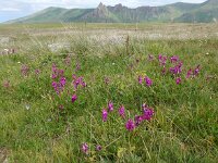 Hedysarum caucasicum 2, Saxifraga-Ed Stikvoort