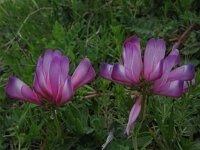 Hedysarum glomeratum 4, Saxifraga-Rutger Barendse