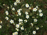 Helianthemum apenninum 10, Saxifraga-Dirk Hilbers