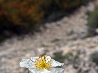 Helianthemum apenninum 12, Saxifraga-Jeroen Willemsen