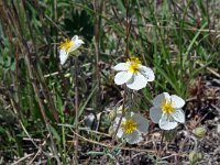 Helianthemum apenninum 13, Saxifraga-Jeroen Willemsen