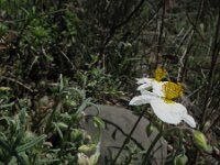 Helianthemum apenninum 16, Saxifraga-Rutger Barendse