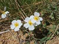 Helianthemum apenninum 21, Saxifraga-Jeroen Willemsen