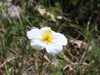 Helianthemum apenninum 22, Saxifraga-Jeroen Willemsen
