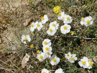 Helianthemum apenninum 24, Saxifraga-Rutger Barendse
