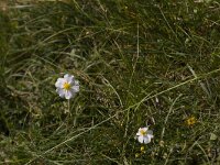 Helianthemum apenninum 31, Saxifraga-Jan Nijendijk