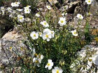 Helianthemum apenninum 36, Saxifraga-Hans Grotenhuis