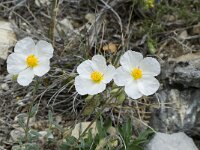 Helianthemum apenninum 6, Saxifraga-Willem van Kruijsbergen
