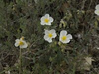 Helianthemum apenninum 7, Saxifraga-Willem van Kruijsbergen