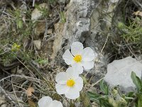 Helianthemum apenninum 8, Saxifraga-Willem van Kruijsbergen