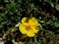 Helianthemum apenninum ssp urrielense 39, Saxifraga-Ed Stikvoort : Espinama - Fuente Dé - Regugio de Aliva s9900