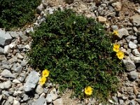 Helianthemum apenninum ssp urrielense 40, Saxifraga-Ed Stikvoort : Espinama - Fuente Dé - Regugio de Aliva s9900
