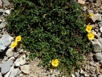 Helianthemum apenninum ssp urrielense 42, Saxifraga-Ed Stikvoort : Espinama - Fuente Dé - Regugio de Aliva s9900