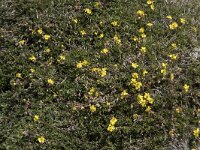 Helianthemum canum 25, Saxifraga-Willem van Kruijsbergen