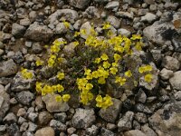 Helianthemum canum 6, Saxifraga-Dirk Hilbers
