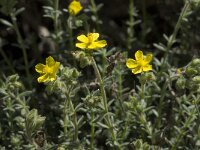Helianthemum hirtum 2, Saxifraga-Willem van Kruijsbergen